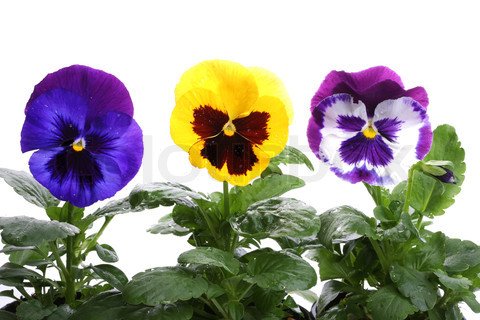 1771386-169597-gul-blaa-lilla-stedmoderblomst-isoleret-over-hvide