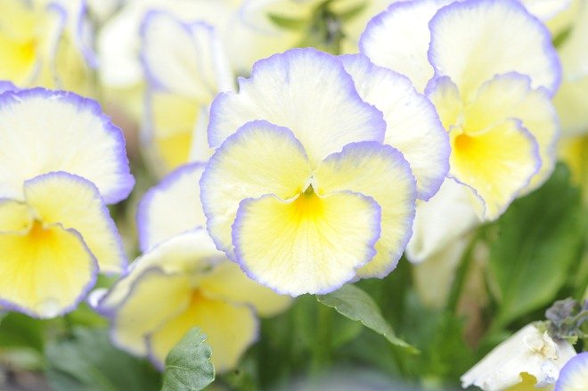 stedmorblomst6